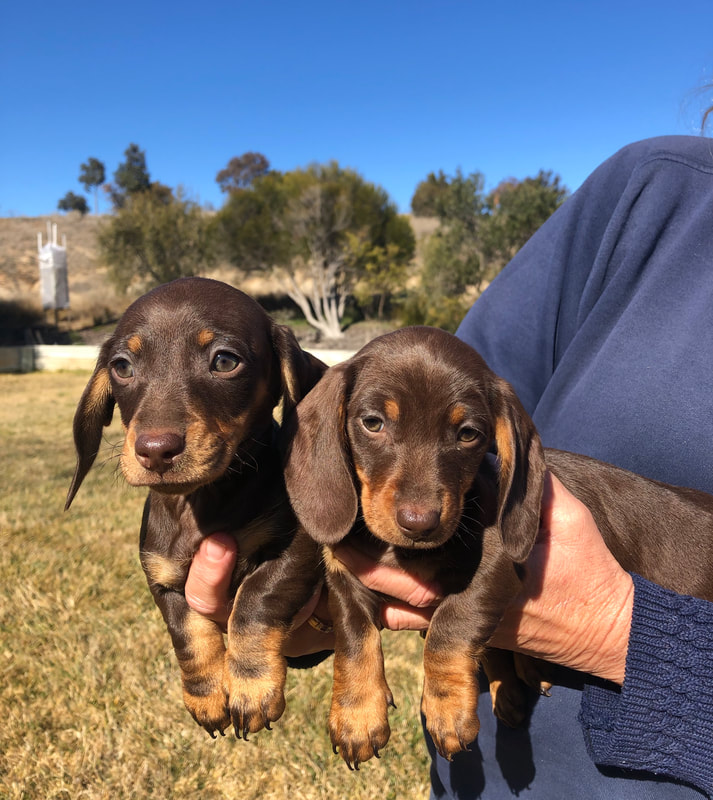 home of dachshund puppies